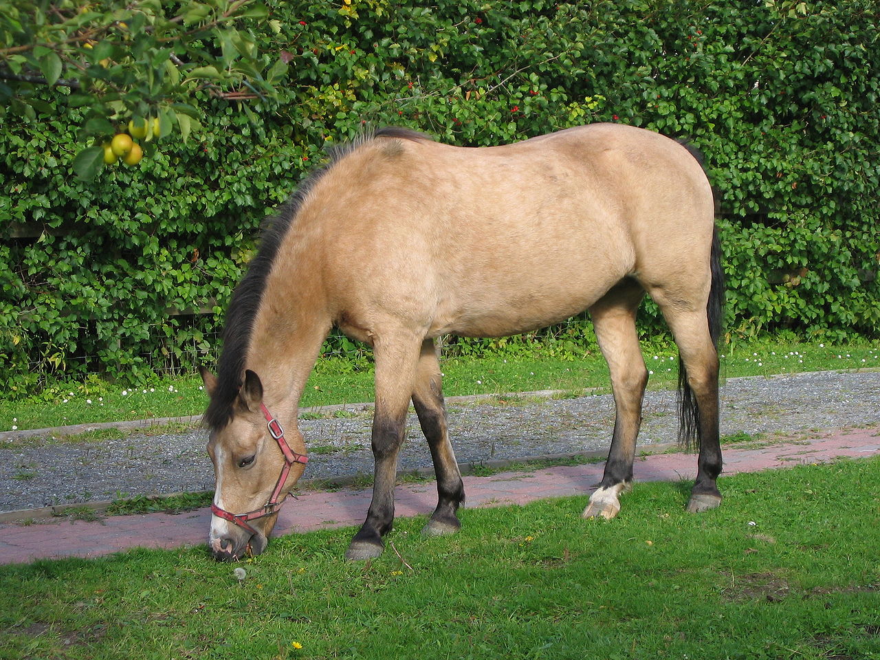 Pony Isabella