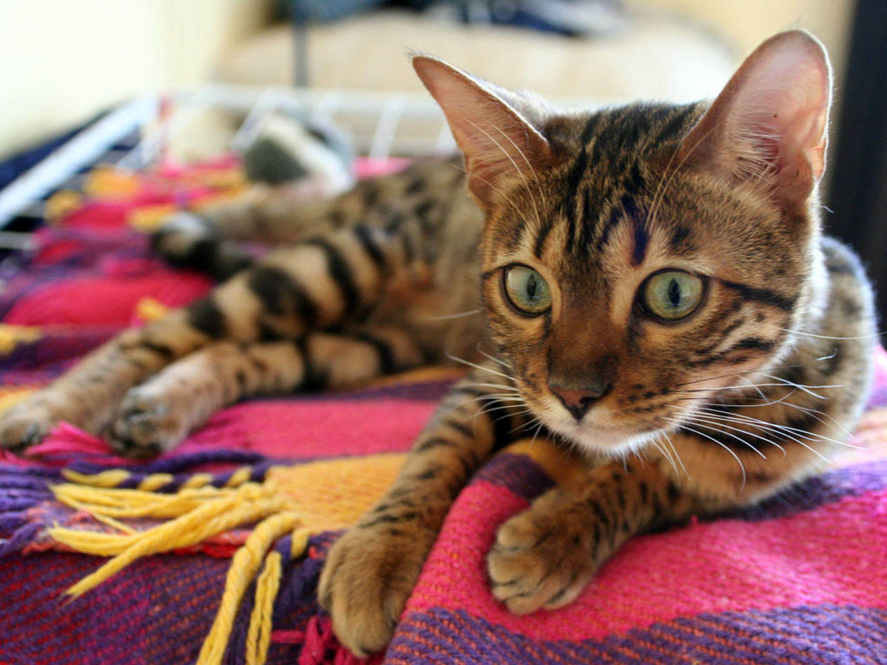 immagine di un gattino Bengala